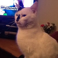 Victor (@victor_happycat) 's Twitter Profile Photo Victor (@victor_happycat) 's Twitter Profile Photo