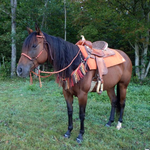 Handmade rope tack specializing in custom requests, sizes, & colors. Anything from halters to bridles, including bit-less. Just let me know how I can help you.