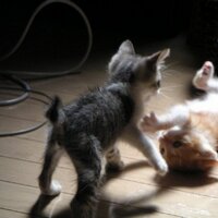 金春智子(こんぱるともこ) (@tomoparu313) 's Twitter Profile Photo 金春智子(こんぱるともこ) (@tomoparu313) 's Twitter Profile Photo