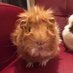 Guinea Pig trio (@the3piggies) Twitter profile photo Guinea Pig trio (@the3piggies) Twitter profile photo