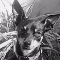 MaxxyGG (@antonio_hehe) 's Twitter Profile