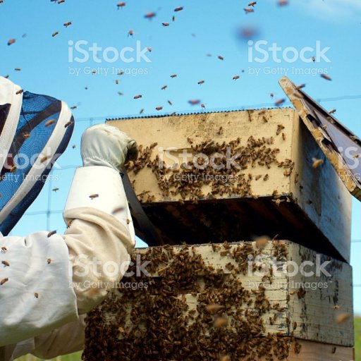 Showcasing all things Apiculture. Exclusive Photographer with Fresh Images of #Beekeeping @iStock & @GettyImages. Now @ https://t.co/02PwgMGUOU