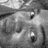 GamboaVinny's profile image