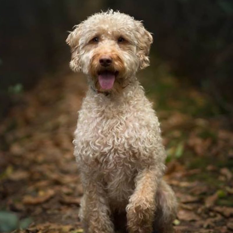 I am a Surrey based Pet Photographer who uses natures natural lighting. I specialise in capturing the pets true personality.