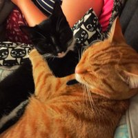 Doerak & Keos 😸(@Doerak2016) 's Twitter Profile Photo