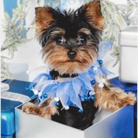 Debra Vanderford - @Iloveyorkies4 Twitter Profile Photo