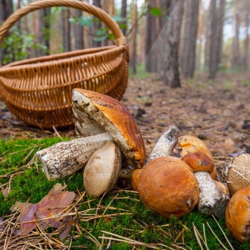 Featured on Channel 4s The Food Chain..Producers of Wild and Exotic Mushrooms, based in Lancashire. Order online at https://t.co/Kv42YZD9h2