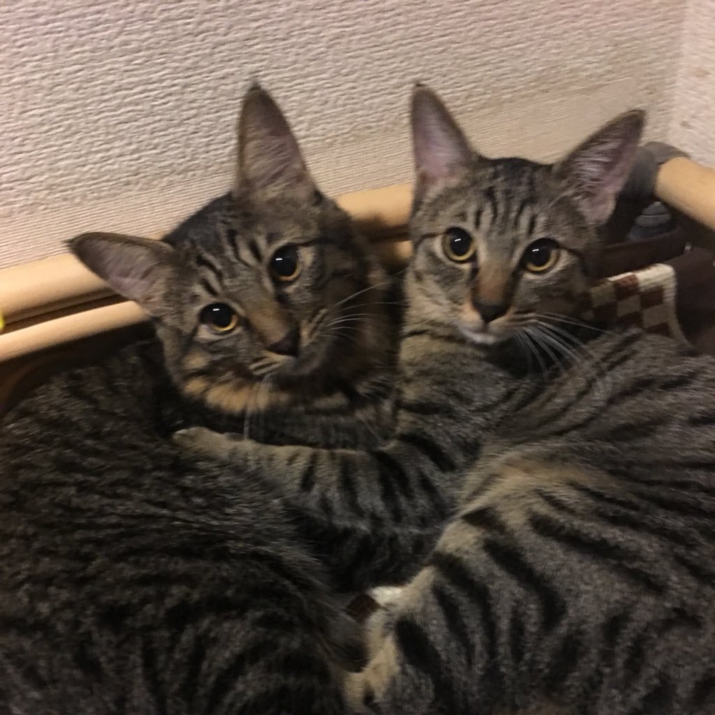 Osiris_Tenkuryu's profile picture. destiny2 伝説の神ゲー