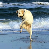 Scared and bored. (@dogwith5fingers) 's Twitter Profile Photo