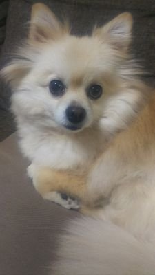 noriyuimas's profile picture. #ドローン#時々サッカー#ガンバ大阪#ポメチワ#無言フォロー失礼します
名前変更(^-^)