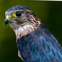 WarterMerlins (@wmerlins) 's Twitter Profile