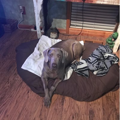 lizziblue79's profile picture. Queen of the Geeks!!!! Oh wait!!!!! squirrel 😆 Mother of a fur baby, and  a nude, Sphynx love riding my motorcycle with my hubby!!! oh!!! pro animal life :)