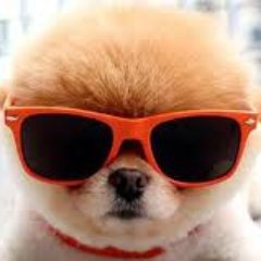 ★ Twitter officiel de DogLoveDesign - la boutique officiel des #Doglovers ! ★