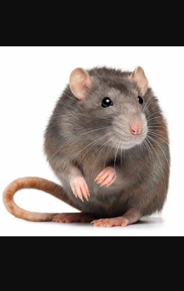 rodentcontroll1's profile picture. Hi we are a fast and  reliable service pest control company you can trust