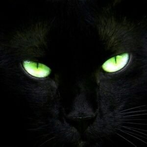 Rabotelli29's profile picture. 