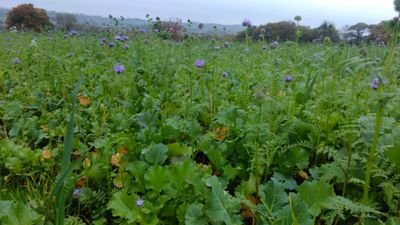 Small arable farmer, trying to protect soils and increase biodiversity using regenerative ag. Base Group member, and part of the Danu biological farming trials