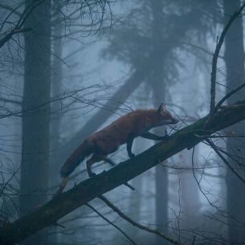 Tiemeijer's profile picture. 