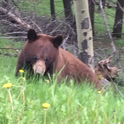 #CSA survivor, #DID (Dissociative Identity Disorder) Bear Lover 🐻, tweets possibly from any insider