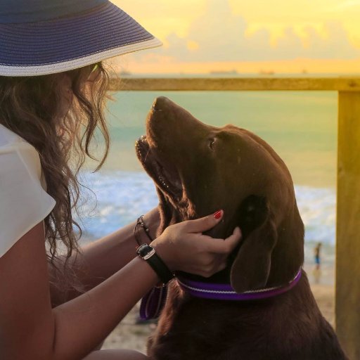 🐶 #ChocolateLab • 🌎 Perros viajeros • 👫 Nuestros papis: @jazharb @jewishbro • 😇 Gordo ya está en el cielo • 🦴 Floyd sigue viajando junto a @Traveltoblank