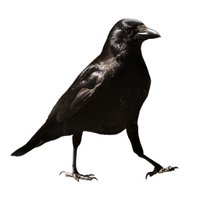 Old Crow Crafts(@oldcrowcrafts) 's Twitter Profile Photo