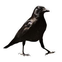 Old Crow Crafts (@oldcrowcrafts) 's Twitter Profile