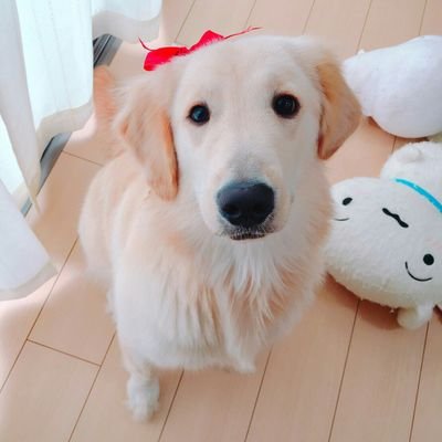 かいぬしさんのプロフィール画像