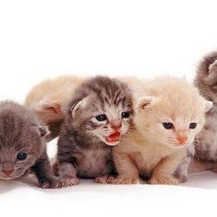 ikumi_06026's profile picture. 改装中、