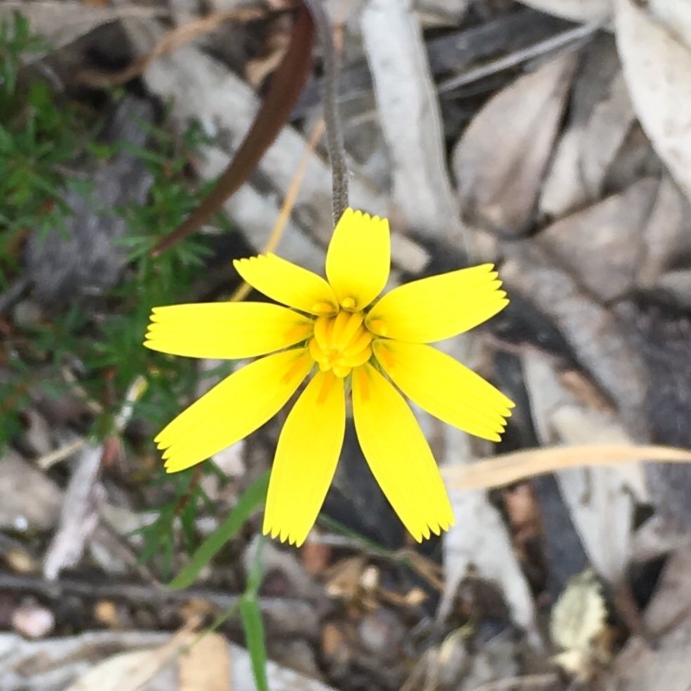 Worked in nature conservation. Coast dweller, south of Adelaide, South Australia