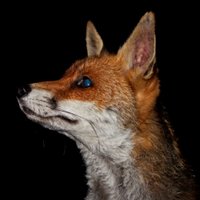 Urban Fox Watcher🦊(@urbanfoxwatch) 's Twitter Profileg