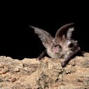 Liz Ferrell - @BCT_Scotland - Twitter