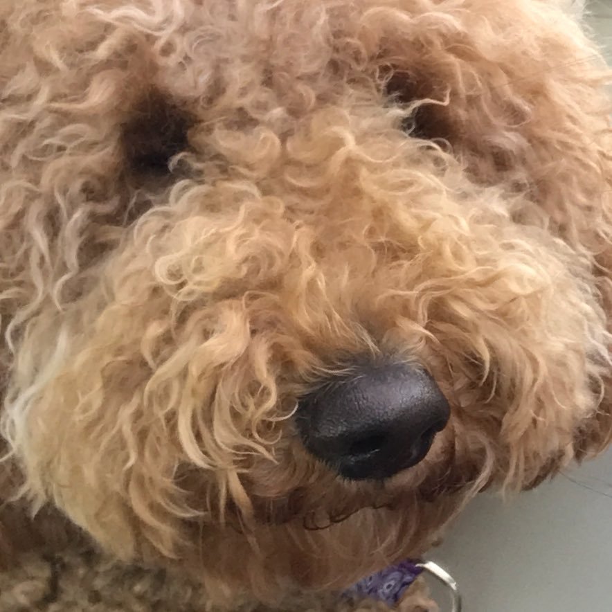 Bumblebee0204's profile picture. 