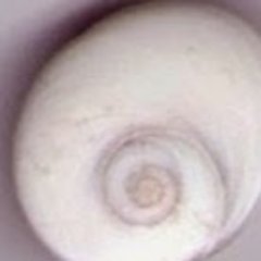 Bibliotecària. Visc prop del mar però sóc de terra endins.