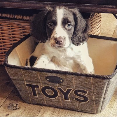 Springer Spaniel pup and my timeline is my life.