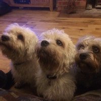 Andy Kennedy (@andy3_ken) 's Twitter Profile