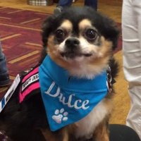 Dulce the Chihuahua(@DulceTherapyDog) 's Twitter Profile Photo