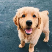 Better Pet Parents (@betterptparents) 's Twitter Profile