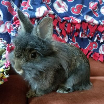 I am a 1 year old Lionhead named Margarita but mommy calls me Maggie, I love treats and getting groomed by my cousin Maleficent!