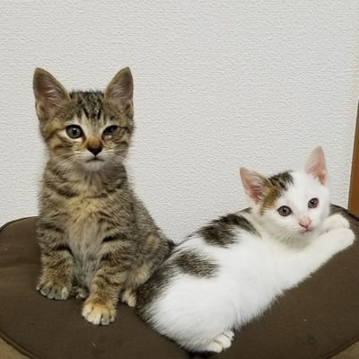 tk_ktn1's profile picture. 