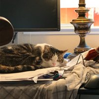 ziba (@ziba) 's Twitter Profile