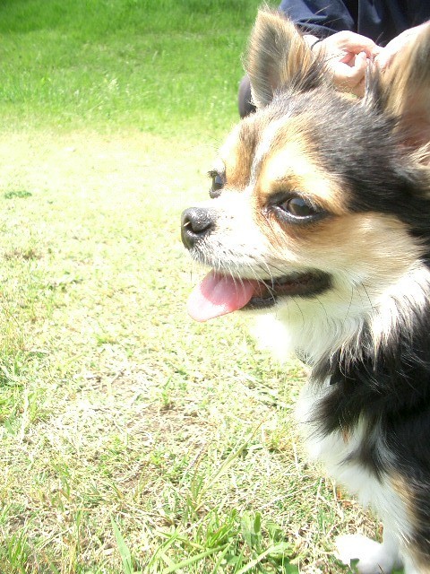 長年の目標である田舎暮らしがやっと出来ました。とある集落で古い農民家で暮らしてます。これから色々と模索しながら、この地の歴史や作法を学んでいきたいと思っています。
興味のある事　犬の事　自然農　色々なデザイン　シンプルな考え方＆服＆物。前向きに感謝を忘れず♪