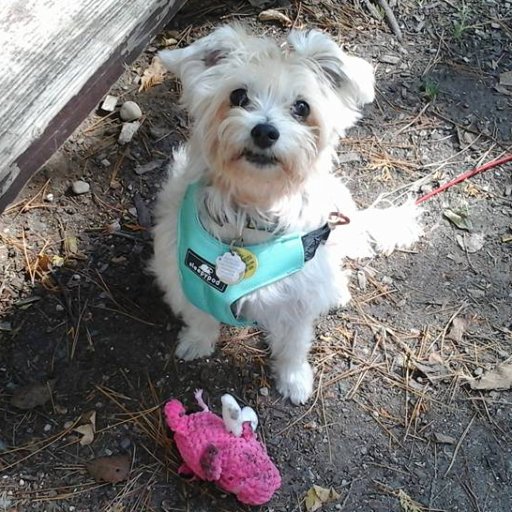 sooz305's profile picture. Amateur runner, cyclist, swimmer, wine drinker, and food blogger. Professional animal lover (proud RVT)