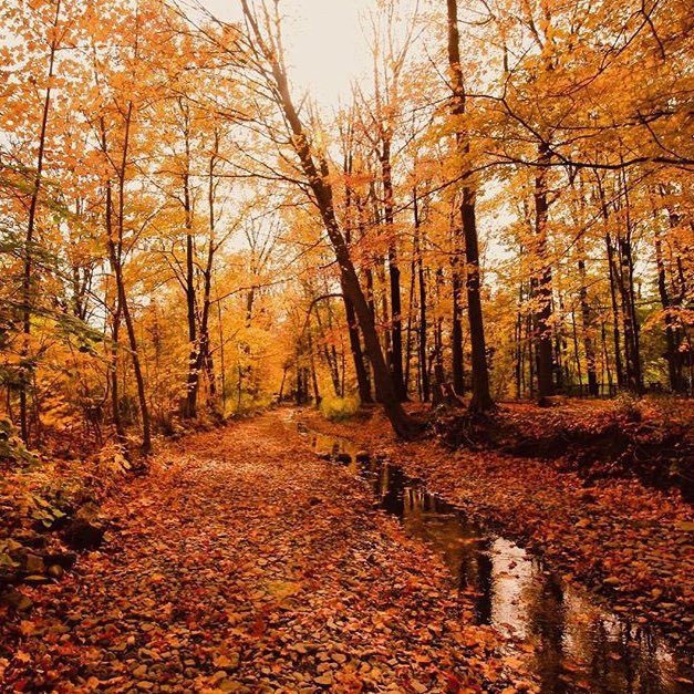 abuhaythem72's profile picture. قال ابن المبارك :تعاهد لسانك إن اللسان سريع إلى المرء في قتلِهِ وهذا اللسان بريد الفؤاد يدلُّ الرجال على عقله. # [ الصمت لابن أبي الدنيا 691 ]