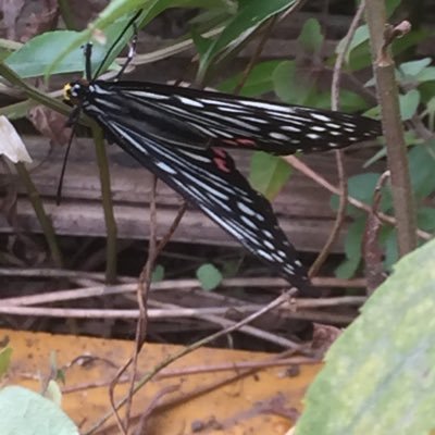 hiddenmoonnight's profile picture. 現在はシャドウバースWB、星の翼、FEエンゲージ、ウマ娘、グラブルバーサスR、Strinova、GGST、マスターデュエル、アークナイツ、をこよなく愛して遊んでる人。米国にいるので僕と遊ぶ時は、ラグを確認して大丈夫そうじゃなかったらすぐにやめようね！