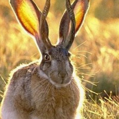 火柱亭 カクヨムスコッパー 正直カクヨムにこういう傾向があるのは事実なので 作者に代わって面白い作品を広めまくれたらなーと思ってこのアカウントでちまちま活動してます カクヨム 読み専が少ないとはいえそれなりにいることはいますし そういう人達 火柱亭 カクヨムスコッパー 正直カクヨムにこういう傾向があるのは事実なので 作者に代わって面白い作品を広めまくれたらなーと思ってこのアカウントでちまちま活動してます カクヨム 読み専が少ないとはいえそれなりにいることはいますし そういう人達