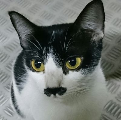 josephtarigan's profile picture. カメラ散歩が好き
一緒にカメラ散歩しよう