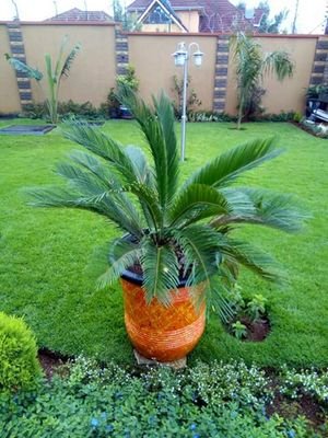 Abdirasho1's profile picture. “Injustice anywhere is injustice everywhere”