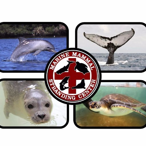 The Marine Mammal Stranding Center is a non-profit dedicated to the rescue, rehabilitation & release of sick and injured marine mammals & sea turtles