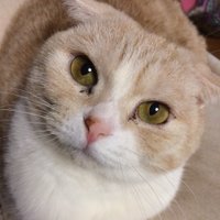 𝒦𝒶ℴ𝒽𝓊 🐈 (@331) 's Twitter Profile