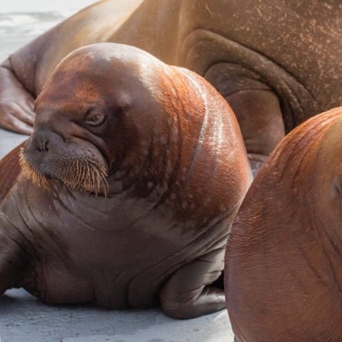 leah_lastyear's profile picture. Analog reader, digital writer, infrequent tweeter, teacher, crazy dog lover, @200yearbear band member, from MN, happy in OH. **Animals make Twitter bearable**