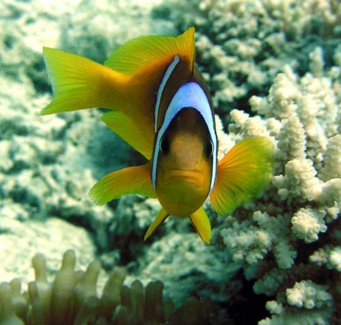 AVL_Aquarium's profile picture. The Asheville Aquarium Fish Store brings one of the biggest selections of Fresh and Salt water tropical fish to Western North Carolina.